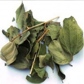 FEUILLES DE JUJUBIER