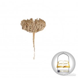 ROSE DE JERICHO